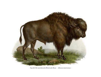 Bison américain, 1860 - German School